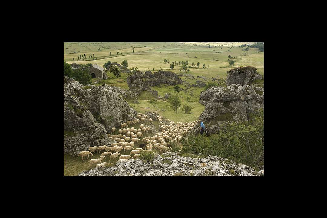 Pastoralisme Pastoralisme
